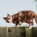 Photo Scottish Fold Munchkin Cat: Cute Kitten